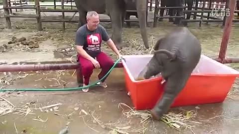 Cute baby elephant washing