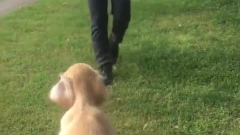 Cute puppy that meets a guy and now he is so happy because of that..