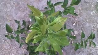 Lemon tree seen from above, it is still small, but it will grow a lot! [Nature & Animals]
