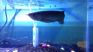 Arowana Fish Predator