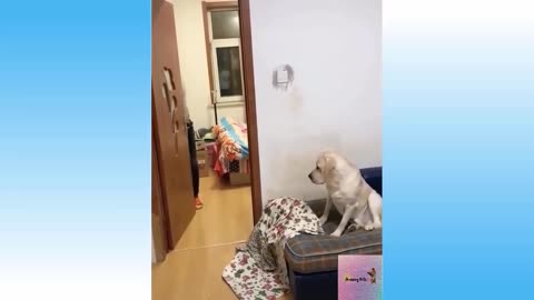 A DOG REACTING TO MAGIC
