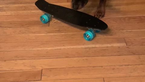 Skateboard v Rottweiler