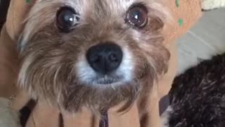 Brown dog in funny bear costume