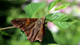 Silver-spotted Skipper Butterfly Basking in The Sun