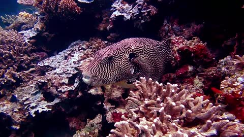 Tetraodontidae (poisonous pufferfish)
