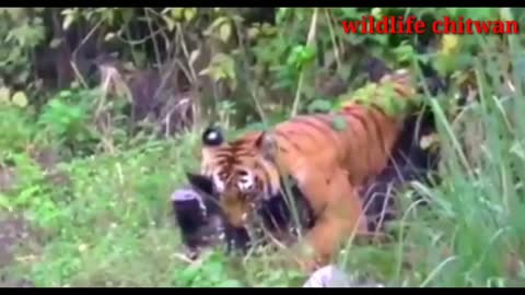 Tiger attack animal