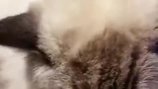 Animals fun video - cute cat video