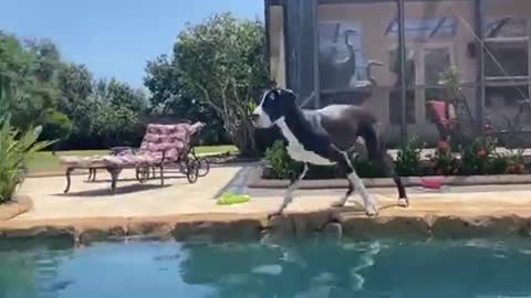 Great Dane practices dock diving & long jumps into pool👏🏽