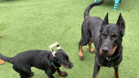 Beaucerons N’vy, R’mani, and Zora
