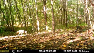Two Foxes on Trail Camera