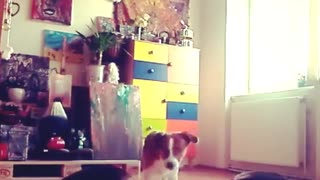 funny dog funny video try not to laugh Jack Russel mix the funniest dogs