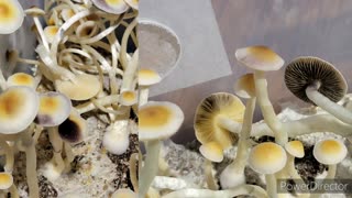 Mushroom Matters Podcast - ep 002 Tim Pigg and all that nat-