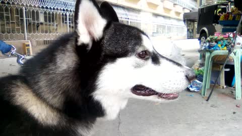 Cute Husky licked my hand just to say "Hi!"