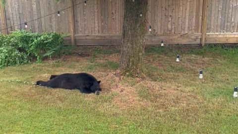 Snoozing Bear Sploots