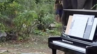 Professional pianist plays for elderly elephants