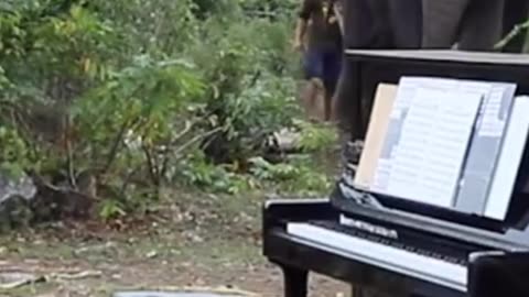 Professional pianist plays for elderly elephants