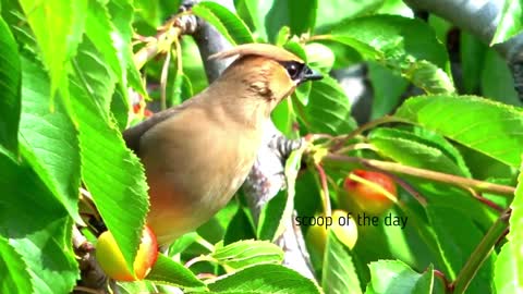 Beautiful birds music mix