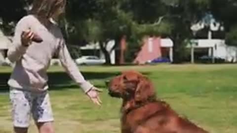 ×dog the japing # short video amazing ply dog