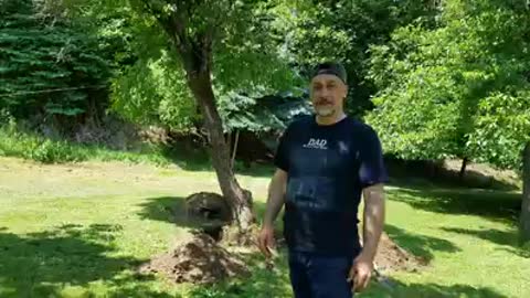 How To Remove A Tree From Your Yard