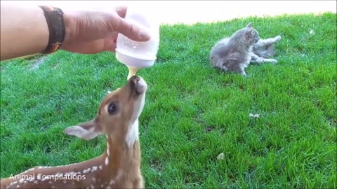 Baby deer jumping