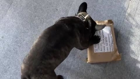 What did the subscriber send my dog?