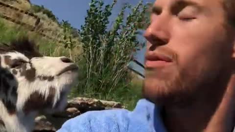 Heated adorable argument with baby goat