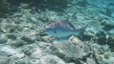 Bermuda Chub