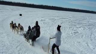 Husky Dog Sledding & Mushing Experience in Fairbanks, Alaska in April, 2022