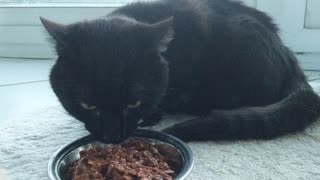 Black Cat eating food
