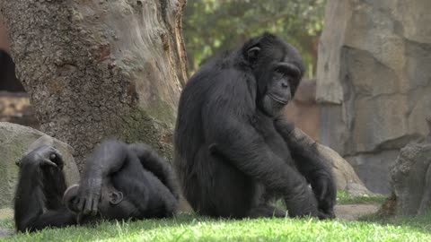 Chimps resting in the shade