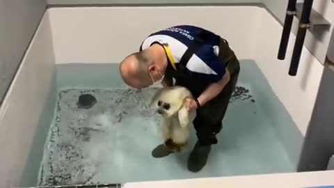 BABY SEAL SWIMMING FOR THE FIRST TIME .