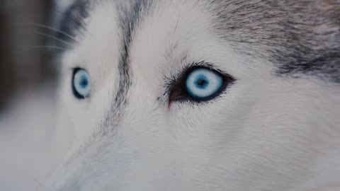 The Close-Up View of a Siberian Husky Looking Around