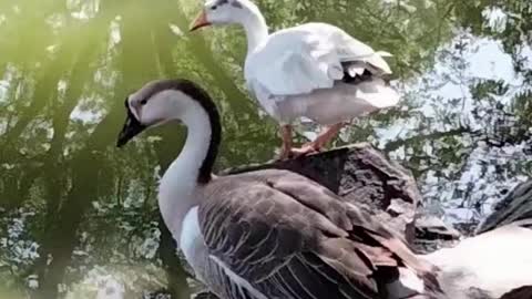 Goose Video By Kingdom Of Awais