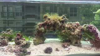 Early Stages of a Reef Tank