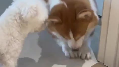 What is the cute dog digging