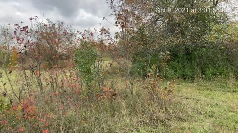 Parc Lagalaga - a glance before its development