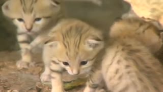 Rare sand kittens make public debut