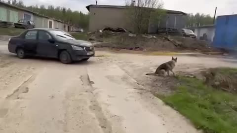 Videos funny moment car