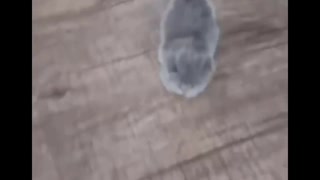 Cute little fluffy cats running