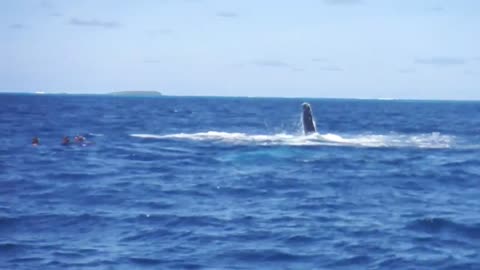 Humpback Whale swims and splashes with spectators