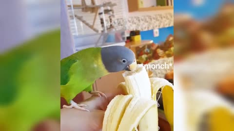Beautiful parrot loves to munch on banana