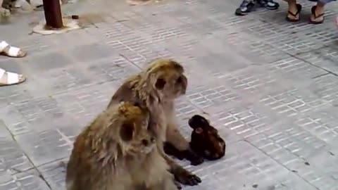 Baby Monkey Playing - Cute, Funny Baby Monkey