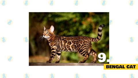 12 Cat Breeds for Beginners