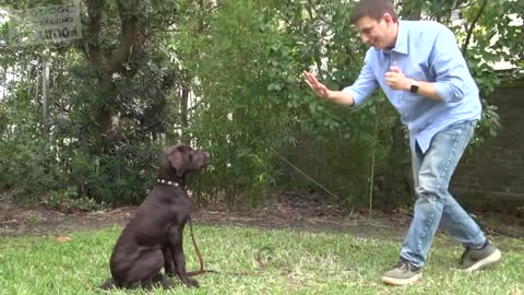 How to train a dog to stay in 3 steps force