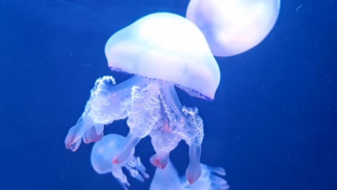 Jellyfish Underwater Ocean Water