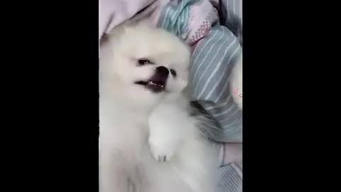 He really scared🤣🤣😂 Funny dog video 🤣