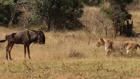 Lion takes down lazy wildebeest