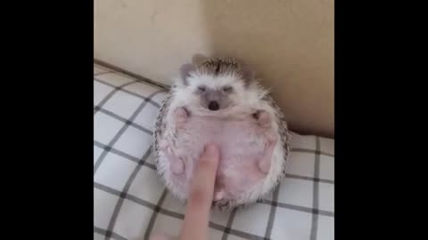 🦔Cute Hedgehog Enjoys Life😀