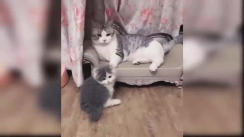 RUMBLE BABY CATS COMPILATION 1