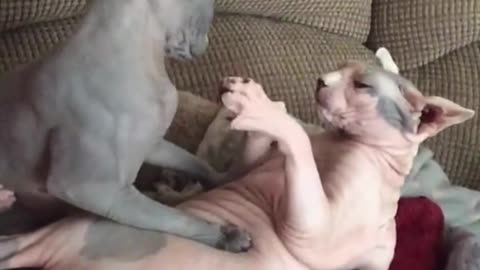 Sphynx Cats Leisure Time #Shorts